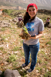 Al-Arz;Iris;Iris-Cedreti;Kaleidos;Kaleidos-images;Lebanon;Middle-East;Near-East;Tarek-Charara;Youssef-Tawk;Flowers;Endemic;Endemic-species;Critically-endangered;Critically-endangered-species